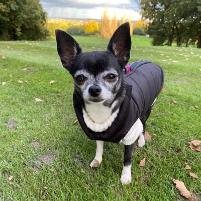 Lightweight Gilet Style Chihuahua or Small Dog Puffa Coat