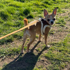 Tiny Trails Reflective 15mm Brown Suede Effect Lead with Neoprene Handle Lining Aviator