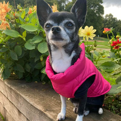 Lightweight Gilet Style Chihuahua or Small Dog Puffa Coat Hot Pink