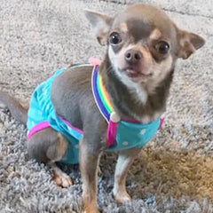 Chihuahua Season Pants Sanitary Dungarees Menstruation Knickers with Braces 5 COLOURS Chihuahua Clothes and Accessories at My Chi and Me