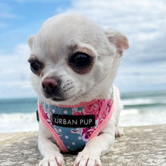 Urban Pup Vintage Rose Floral Bouquet Harness - My Chi and Me
