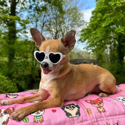 Heart Shaped Small Dog Pet Sunglasses Cool White