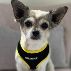 Active Mesh Black and Yellow Harness by Urban Pup Chihuahua Clothes and Accessories at My Chi and Me