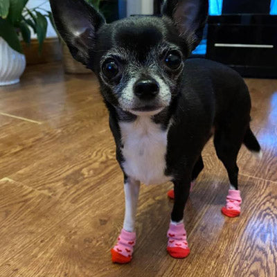 Pet Socks for Chihuahuas Puppies and Small Dogs – My Chi and Me