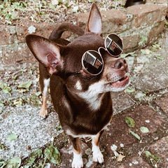 Small Dog Sunglasses Chihuahuas Shades 8 COLOURS - My Chi and Me