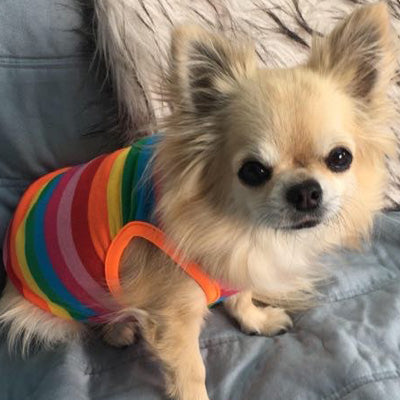 Chihuahua or Small Dog Rainbow Striped Pride T Shirt