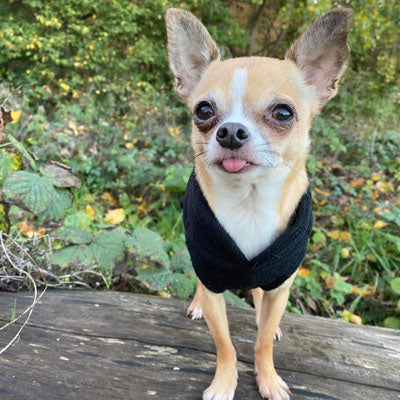 Chihuahua or Small Dog Fleece Jumper with D Rings For Leash Black