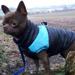 Gilet Style Small Dog Coat Black And Blue - My Chi and Me
