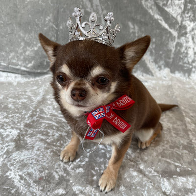 Platinum Effect Mini Crown for chihuahuas and Small Dogs Queens Platinum Jubilee