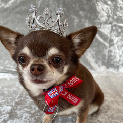 Platinum Effect Mini Crown for chihuahuas and Small Dogs Queens Platinum Jubilee