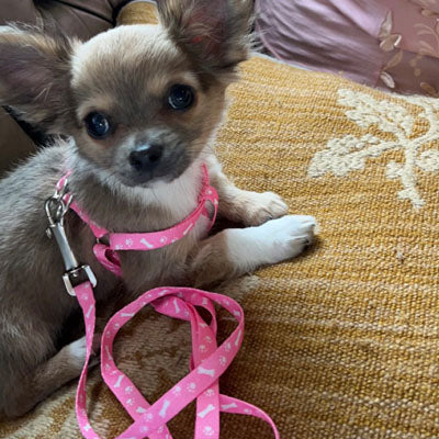 Chihuahua Puppy Harness Lead Set Paws & Bones Pink Light Webbing