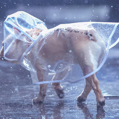 Waterproof Rain Cape for Small Dogs and Chihuahuas Size Small