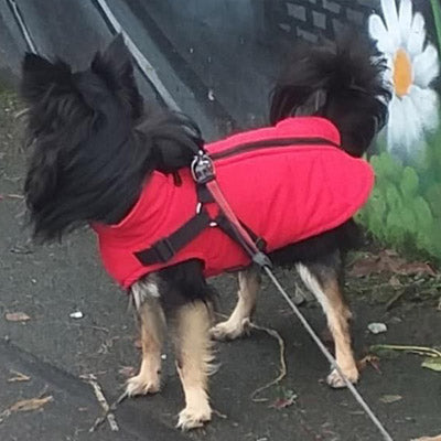 Trekker Samurai Small Dog Coat Inbuilt Harness Red