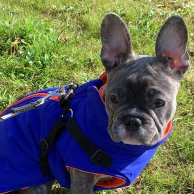 Trekker Summit Small Dog Coat Inbuilt Harness Blue and Orange