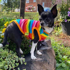 Chihuahua or Small Dog Rainbow Striped Pride T Shirt
