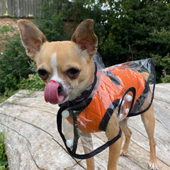 Black Edged Waterproof Raincoat for Chihuahuas and Small Dogs - 4 SIZES
