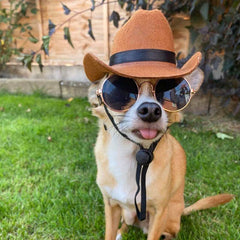 Brown Stetson Cowboy Hat for Small Dog or Cat