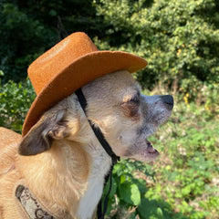 Brown Stetson Cowboy Hat for Small Dog or Cat