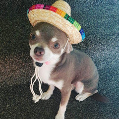 Small Dog Chihuahua Mexican Sombrero Hat