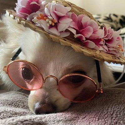Floral Straw Sun Hat for Chihuahua Small Dog or Puppy