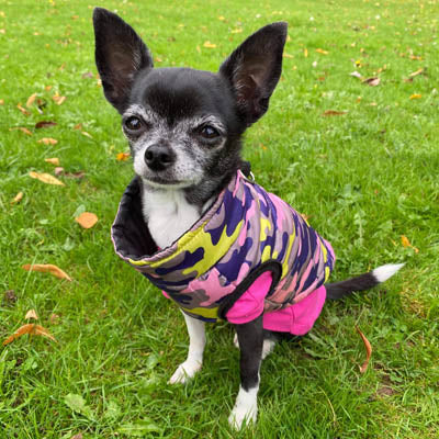 Equafleece® 14 T-Shirt Body HOTTERdog Chihuahua or Small Dog Tankie Vest Top Size Small