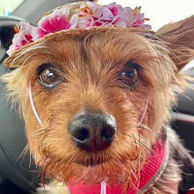 floral straw summer hat with flowers for small dogs