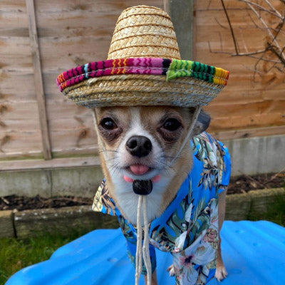 Small Dog Chihuahua Natural Straw Mexican Sombrero Hat