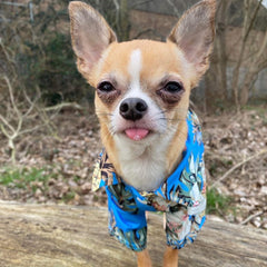 Blue Palms Hibiscus Print Hawaiian Shirt for Puppies Chihuahuas or Small Dogs