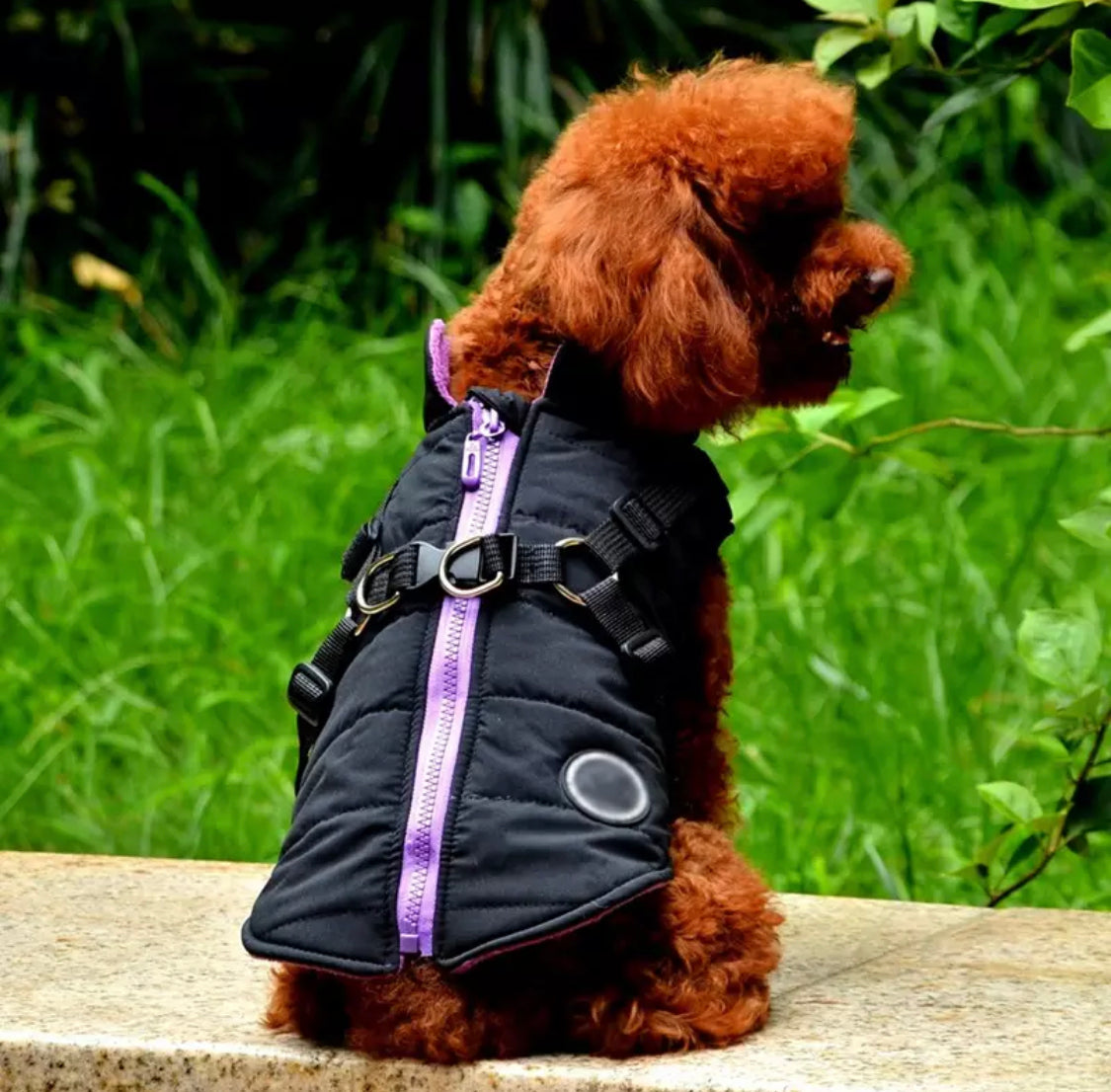 Trekker Snowdon Small Dog Coat Inbuilt Harness Black and Purple