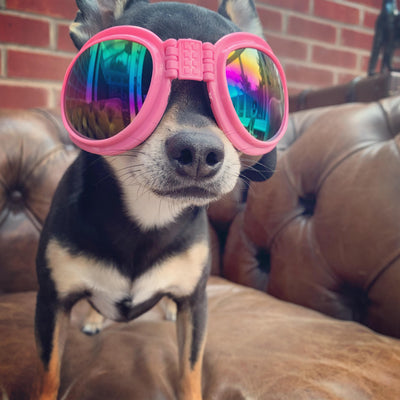 Small sales dog goggles