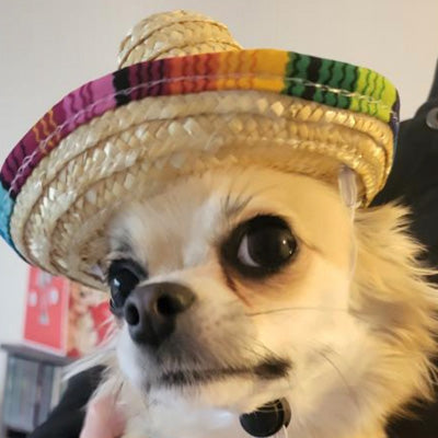Small Dog Chihuahua Natural Straw Mexican Sombrero Hat