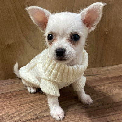 Small Dog Soft Cream Cable Jumper 6 SIZES