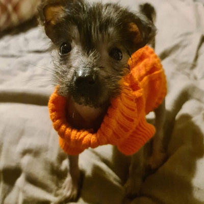 Small Dog Soft Cable Jumper Orange 6 Sizes