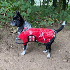 Black Edged Waterproof Raincoat for Chihuahuas and Small Dogs - 5 SIZES