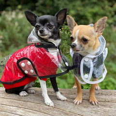 Black Edged Waterproof Raincoat for Chihuahuas and Small Dogs - 5 SIZES