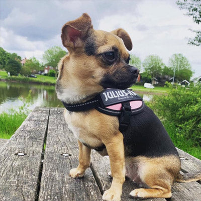 Julius K9 IDC Powerharness for Puppies and Chihuahuas Pink - My Chi and Me