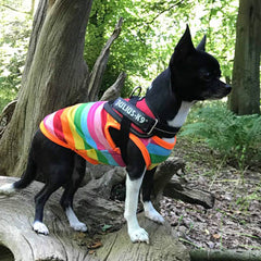 Chihuahua or Small Dog Rainbow Striped Pride T Shirt Chihuahua Clothes and Accessories at My Chi and Me