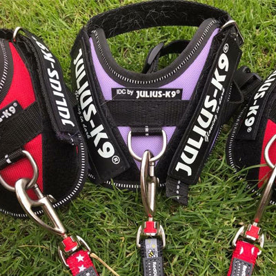 Julius K9 IDC Powerharness for Puppies and Chihuahuas Red - My Chi and Me