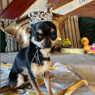 Platinum Effect Mini Crown for chihuahuas and Small Dogs