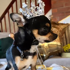 Platinum Effect Mini Crown for chihuahuas and Small Dogs