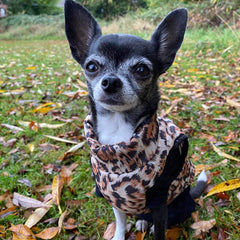 Premium Leopard Print Water Resistant Padded Gilet Style Coat Chihuahua or Small Dog