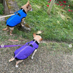 Water Resistant Padded Quilted Purple Dog Gilet