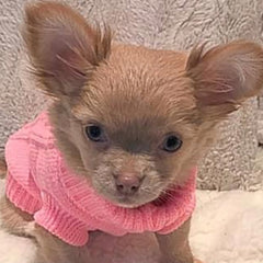 Small Dog Soft Pink Cable Knit Chihuahua Puppy Jumper 5 SIZES Chihuahua Clothes and Accessories at My Chi and Me
