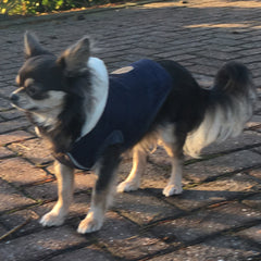 Super Soft Padded Chihuahua or Small Dog Coat Grey 5 Sizes - My Chi and Me