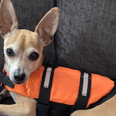 Pet Life Jacket Buoyancy Aid for Chihuahuas or Small Dogs Orange Chihuahua Clothes and Accessories at My Chi and Me