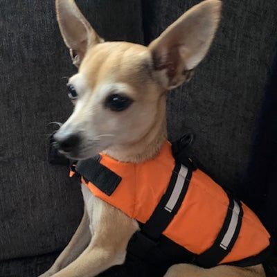 Pet Life Jacket Buoyancy Aid for Chihuahuas or Small Dogs Blue Chihuahua Clothes and Accessories at My Chi and Me