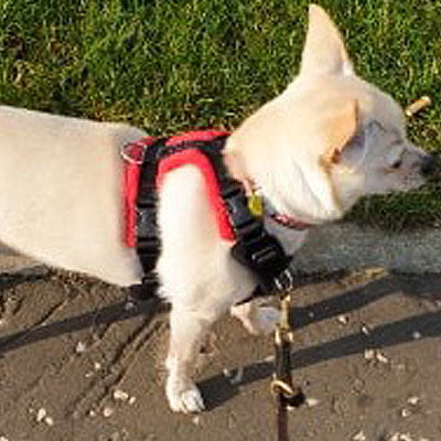 PerfectFit 15mm Two Piece Complete Harness XXS-10 for Medium to Large Chihuahuas and Toy Breeds 41-52cm Chest 10 Colours