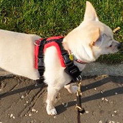 PerfectFit 15mm Two Piece Complete Harness XXS-8 for Medium Chihuahuas and Toy Breeds 37-49cm Chest 10 Colours