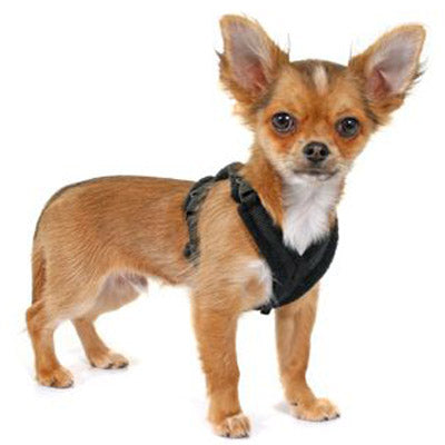 Tiny PerfectFit Complete Harness 1-2 for Chihuahua Puppies and Tiny Chihuahuas 24-30cm Chest 9 COLOURS Chihuahua Clothes and Accessories at My Chi and Me