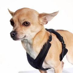 Tiny PerfectFit Complete Harness 3-6 for Medium Chihuahuas and Toy Breeds 34-40cm Chest 9 COLOURS Chihuahua Clothes and Accessories at My Chi and Me